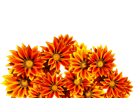 Vibrant_ Orange_ Flowers_ Black_ Background.jpg PNG image