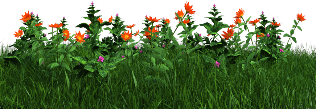 Vibrant Orange Flowersin Grass PNG image
