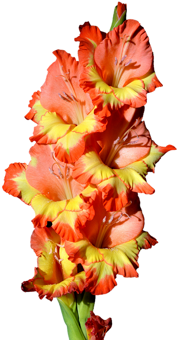 Vibrant Orange Gladiolus Flower PNG image