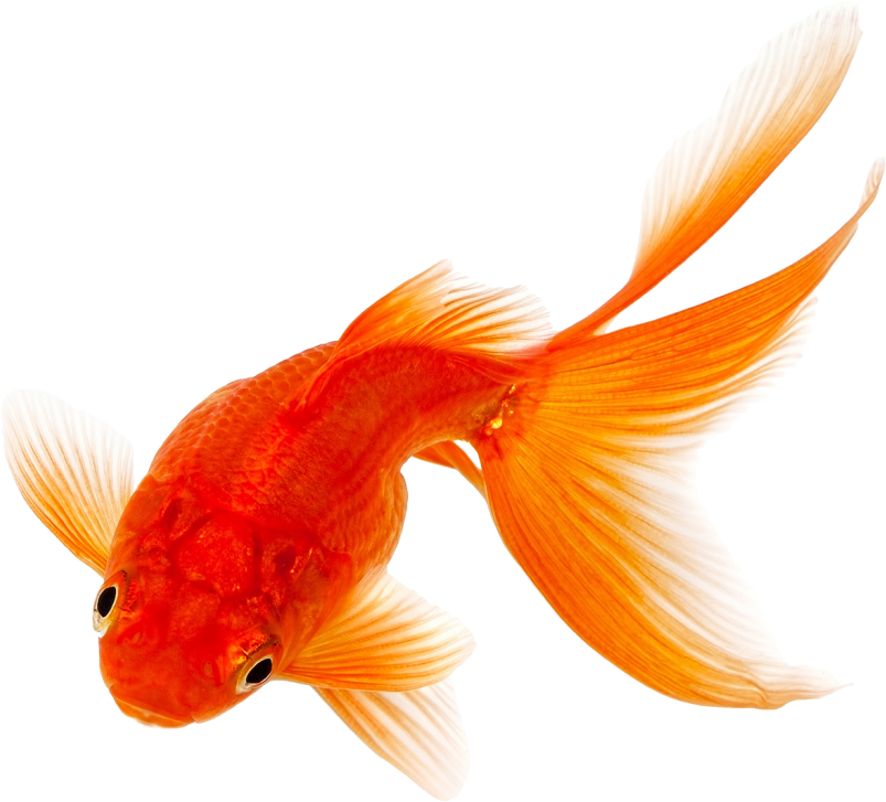 Vibrant Orange Goldfish.png PNG image