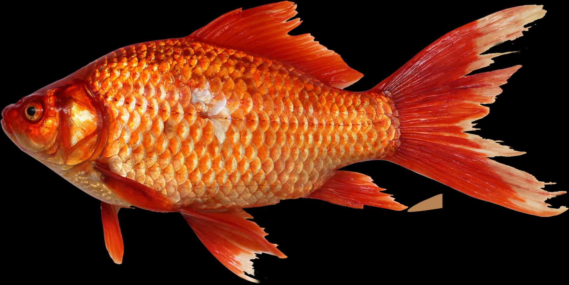 Vibrant Orange Goldfish PNG image