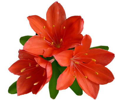 Vibrant Orange Lilies Black Background PNG image