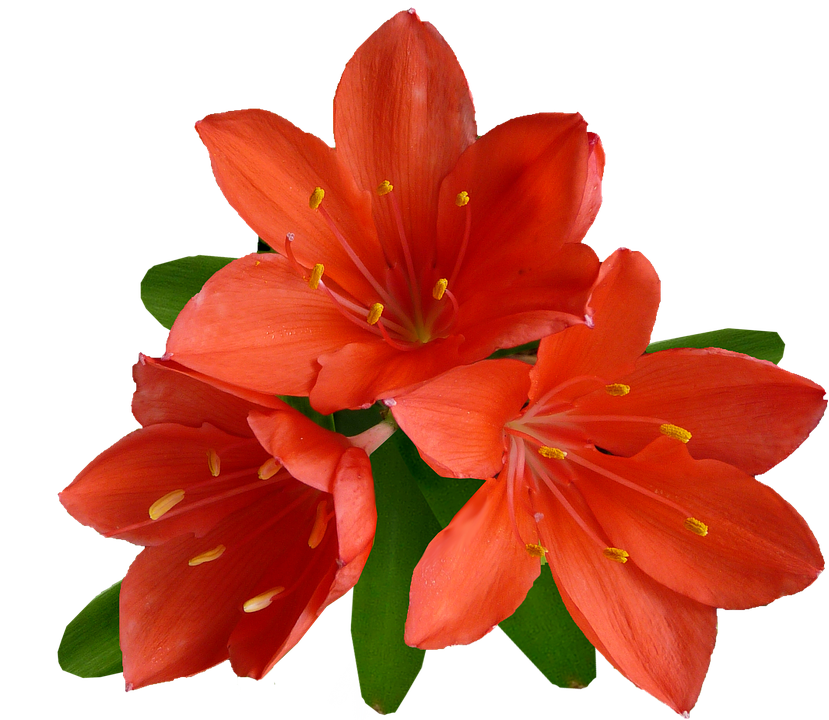 Vibrant_ Orange_ Lilies_ Transparent_ Background.png PNG image