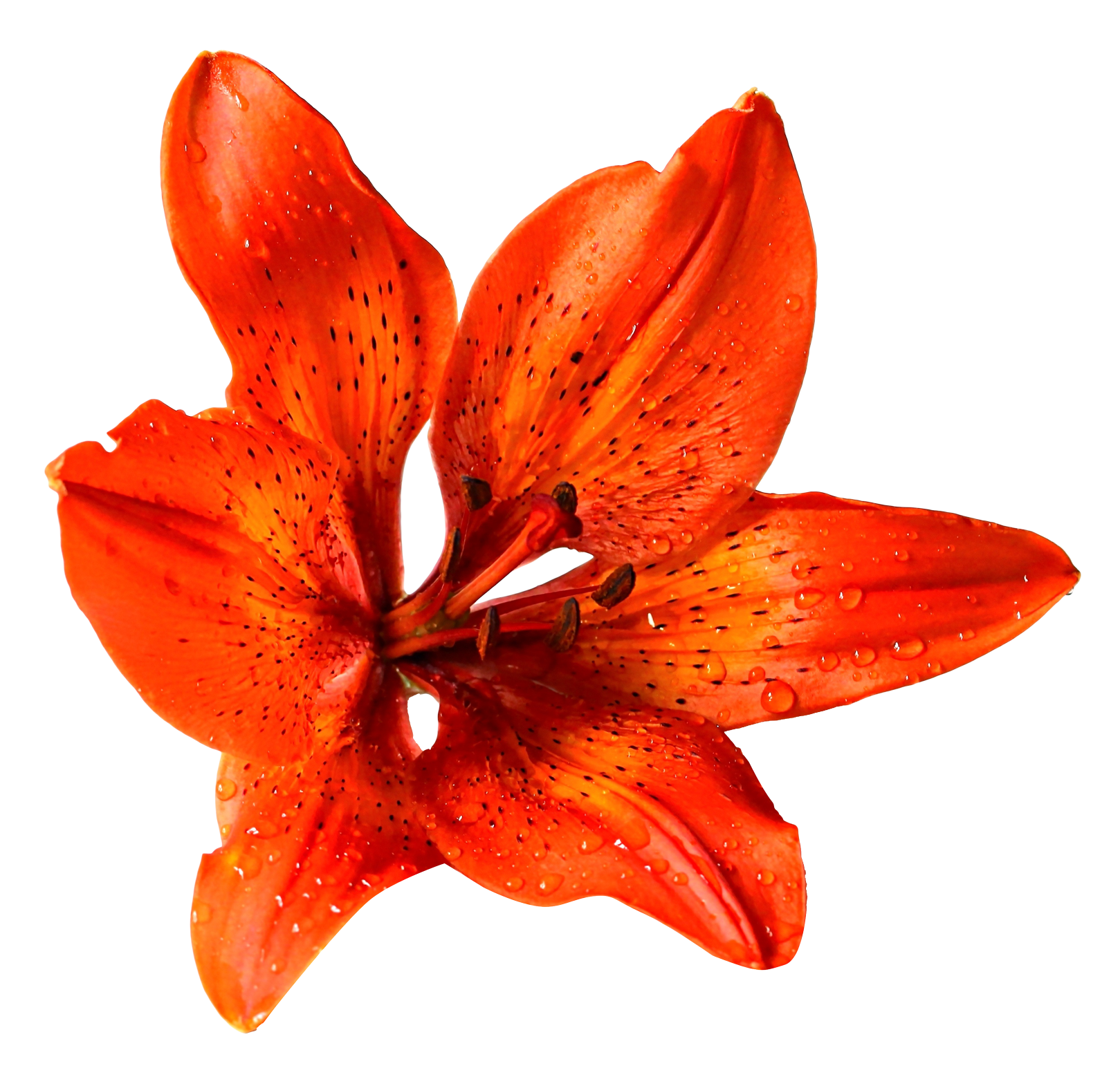 Vibrant Orange Lilywith Dew Drops.png PNG image