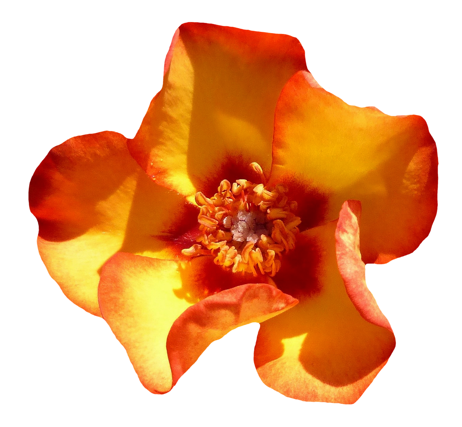 Vibrant Orange Marigold Flower PNG image