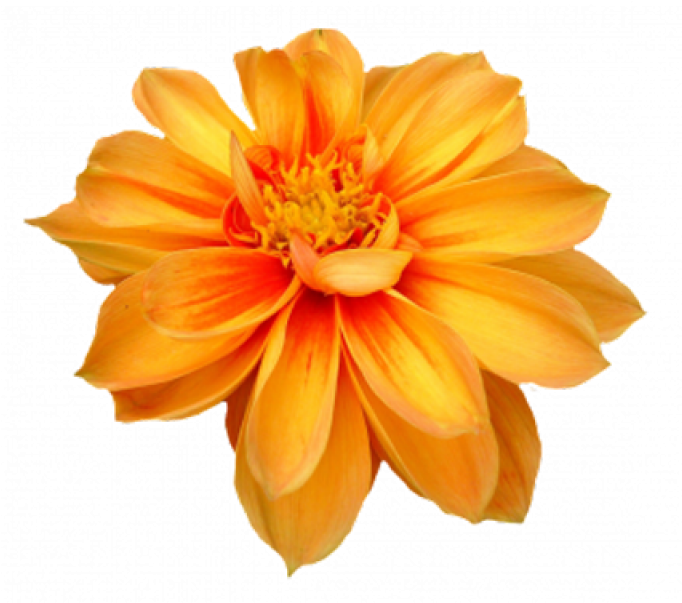 Vibrant Orange Marigold Flower PNG image