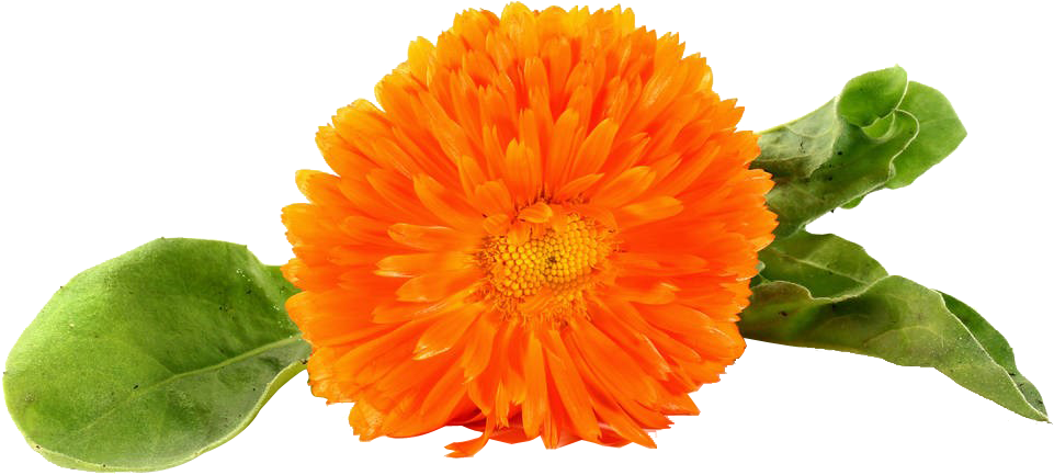 Vibrant Orange Marigold Flower.png PNG image