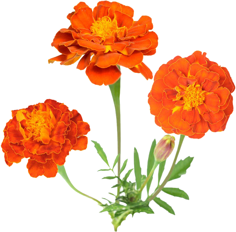 Vibrant Orange Marigolds Floral Display PNG image