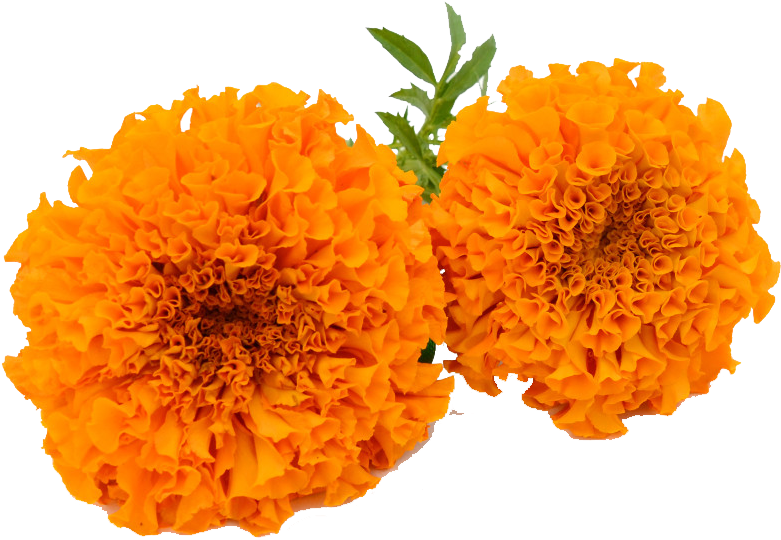 Vibrant Orange Marigolds.png PNG image