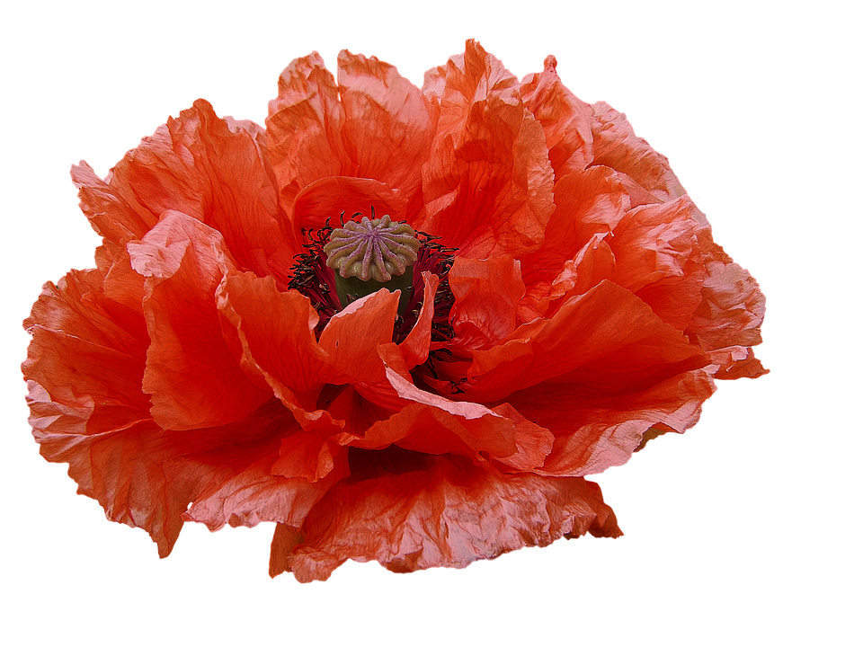 Vibrant Orange Poppy Flower PNG image