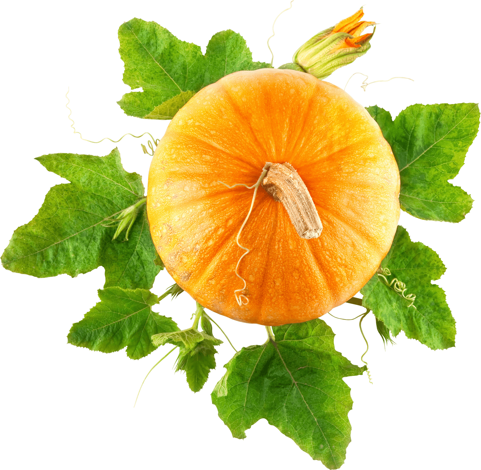 Vibrant Orange Pumpkinwith Leaves PNG image