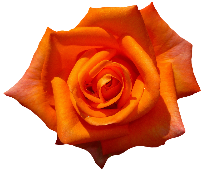 Vibrant Orange Rose PNG image