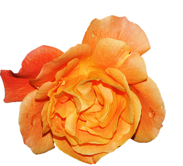 Vibrant Orange Rose Black Background PNG image