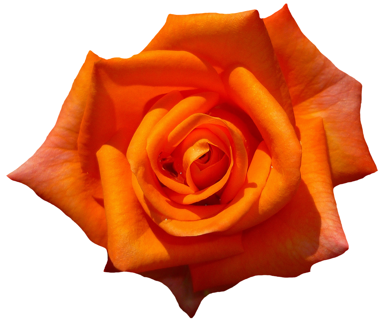 Vibrant Orange Rose Black Background PNG image