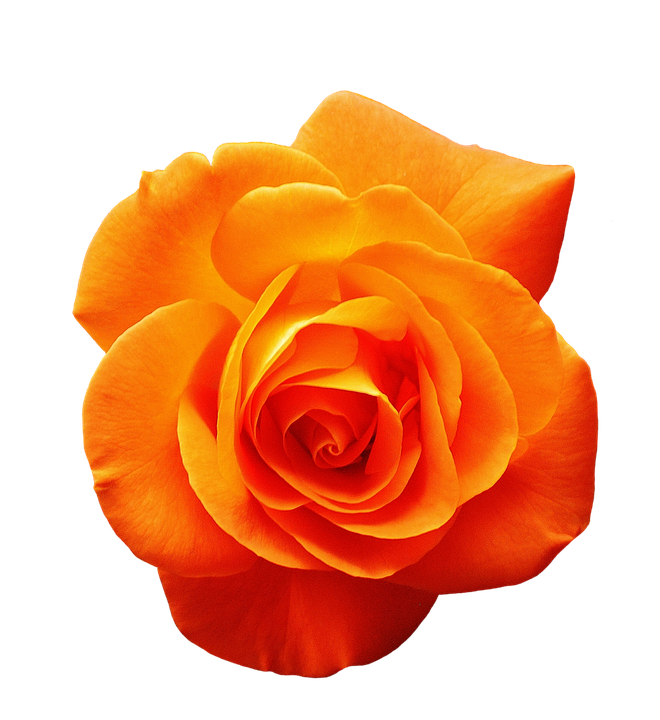 Vibrant Orange Rose Isolated PNG image