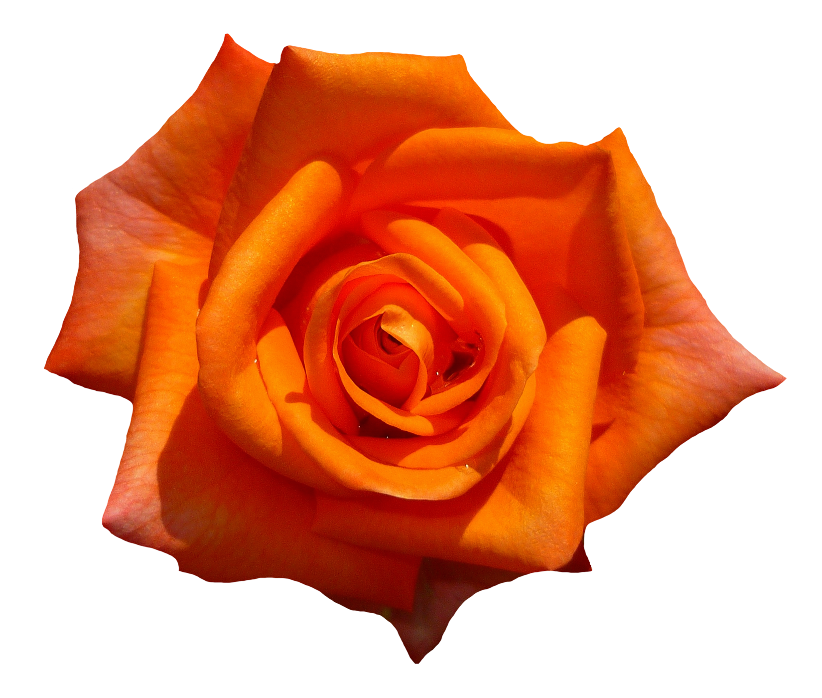 Vibrant Orange Rose PNG image