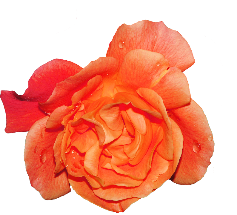 Vibrant Orange Rose Water Droplets.png PNG image