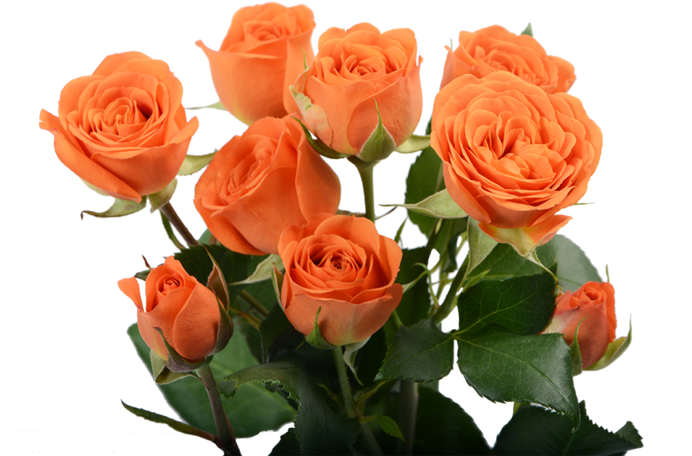 Vibrant Orange Roses Bouquet PNG image