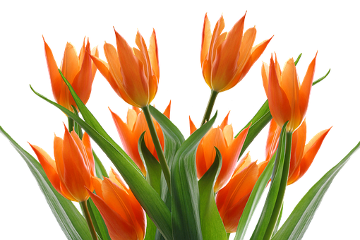 Vibrant_ Orange_ Tulips_ Black_ Background.jpg PNG image