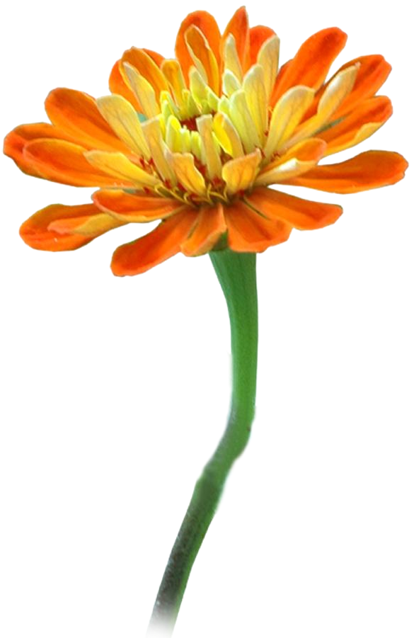 Vibrant Orange Zinnia Flower PNG image