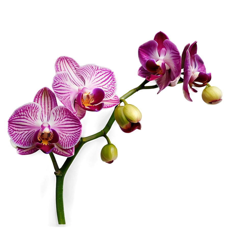 Vibrant Orchid Png 05242024 PNG image