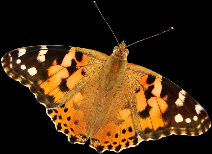 Vibrant_ Painted_ Lady_ Butterfly_ Transparent_ Background.png PNG image