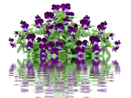 Vibrant Pansies Reflection PNG image