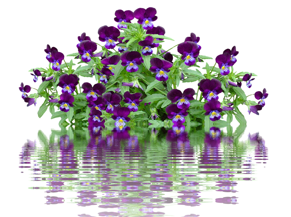 Vibrant Pansies With Water Reflection PNG image