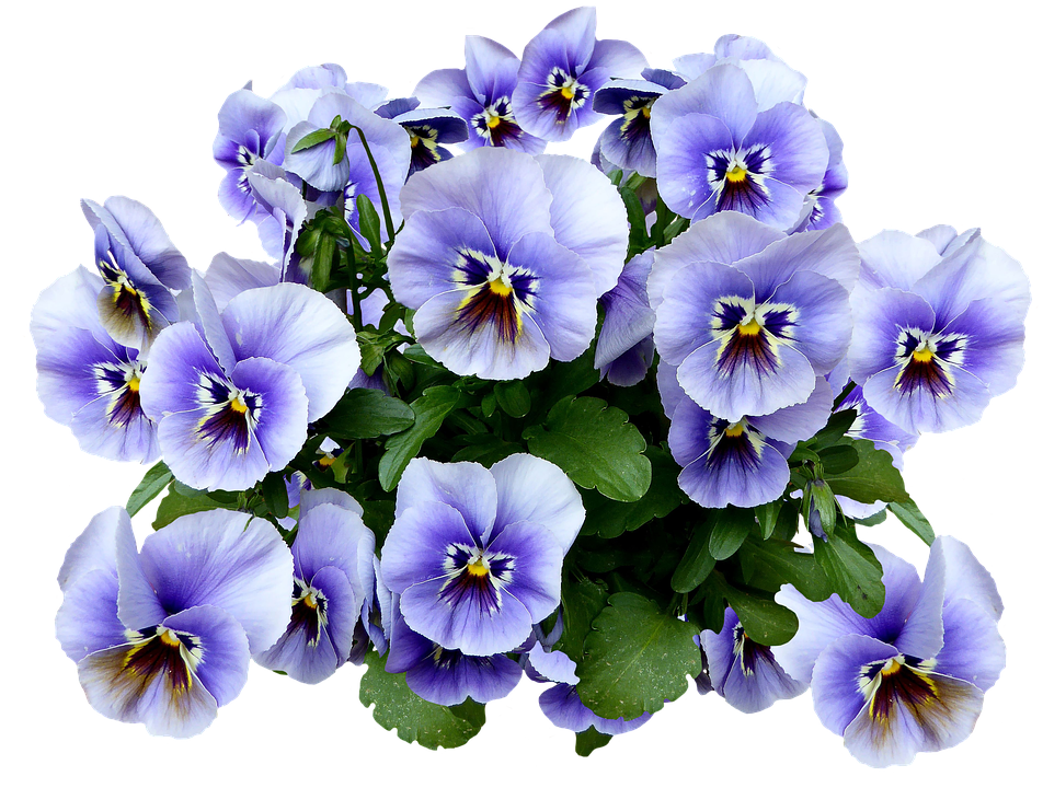 Vibrant Pansy Bouquet.png PNG image