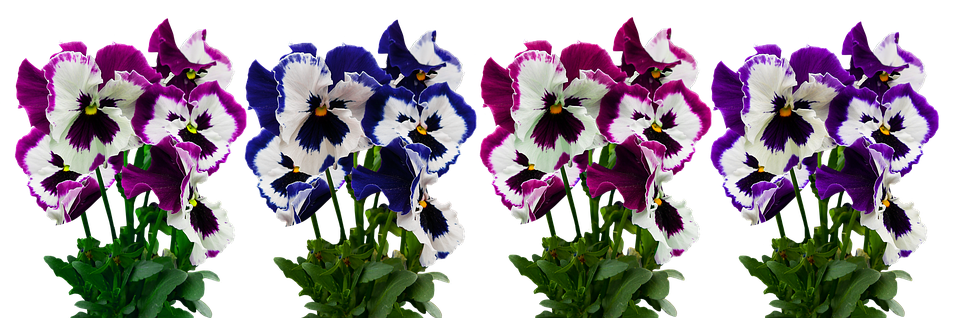 Vibrant Pansy Flowers Display PNG image