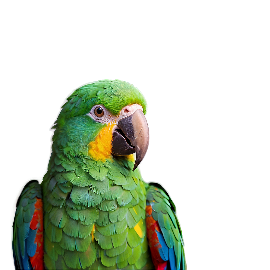 Vibrant Parrot Colors Png 05242024 PNG image