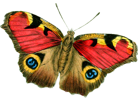 Vibrant_ Peacock_ Butterfly_ Illustration.jpg PNG image