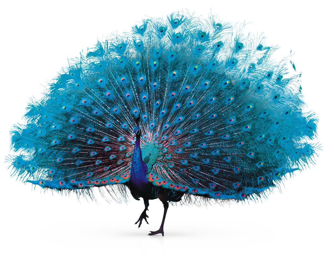 Vibrant Peacock Display PNG image
