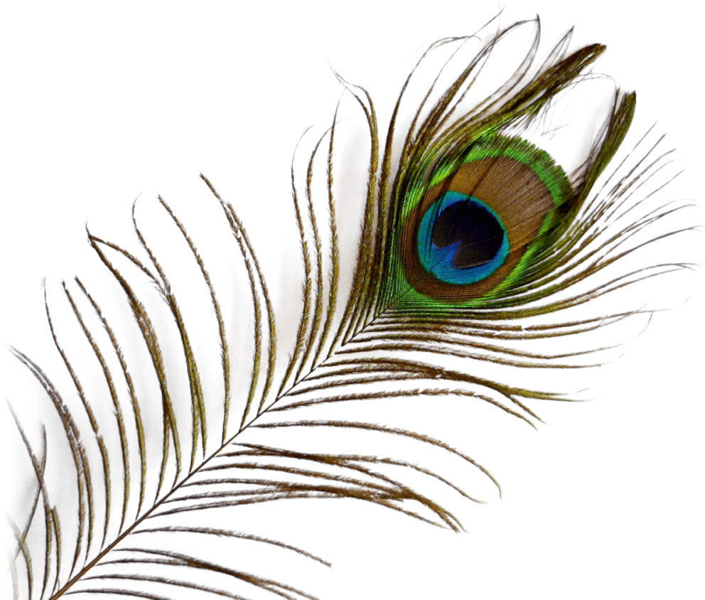 Vibrant_ Peacock_ Feather_ Closeup.png PNG image