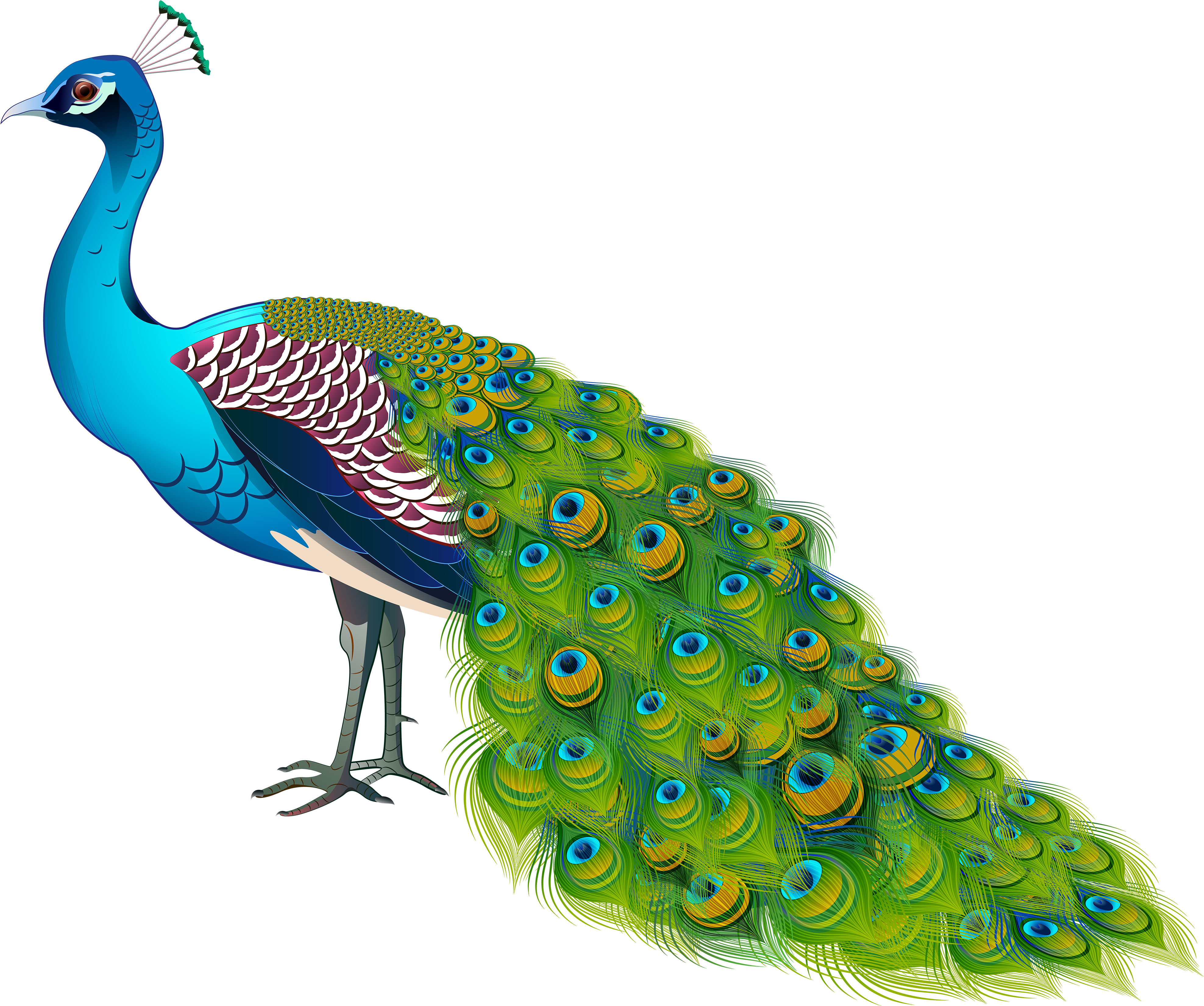 Vibrant Peacock Illustration PNG image