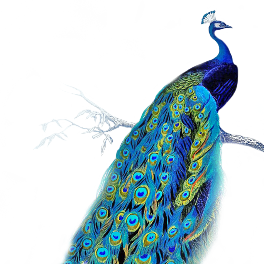 Vibrant Peacockon Branch PNG image