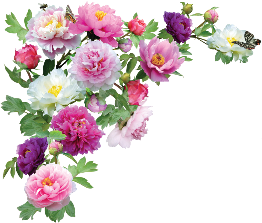 Vibrant_ Peonies_and_ Butterflies.png PNG image