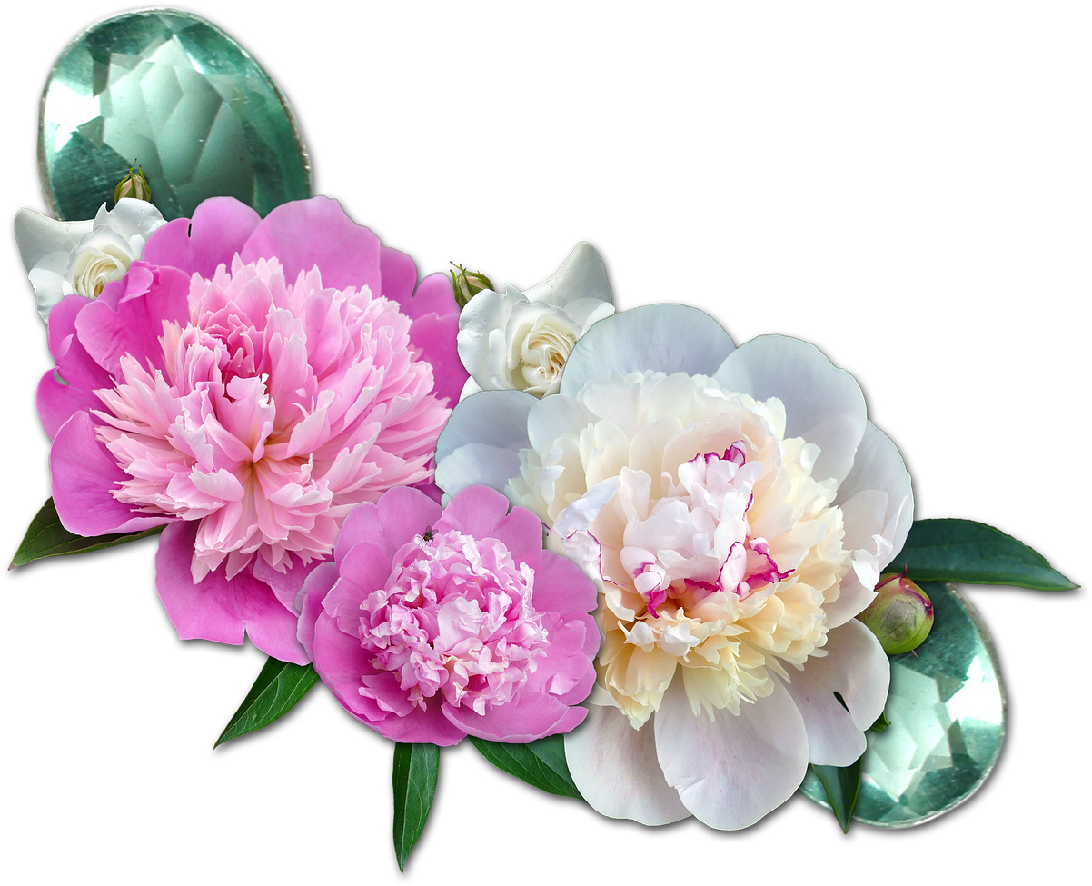 Vibrant_ Peony_ Blossoms_ Transparent_ Background.png PNG image