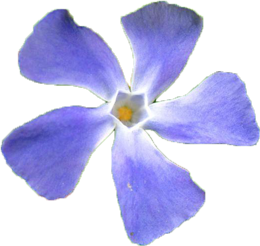 Vibrant Periwinkle Flower.png PNG image