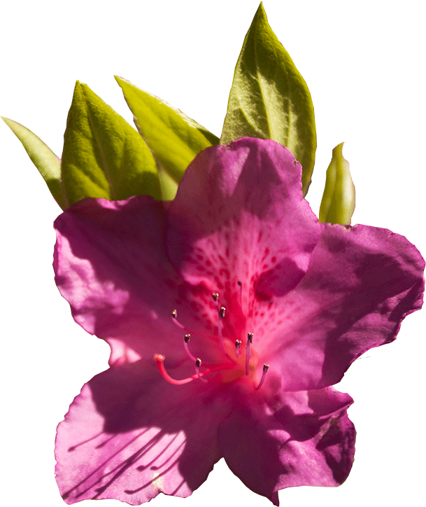 Vibrant Pink Azalea Bloom PNG image