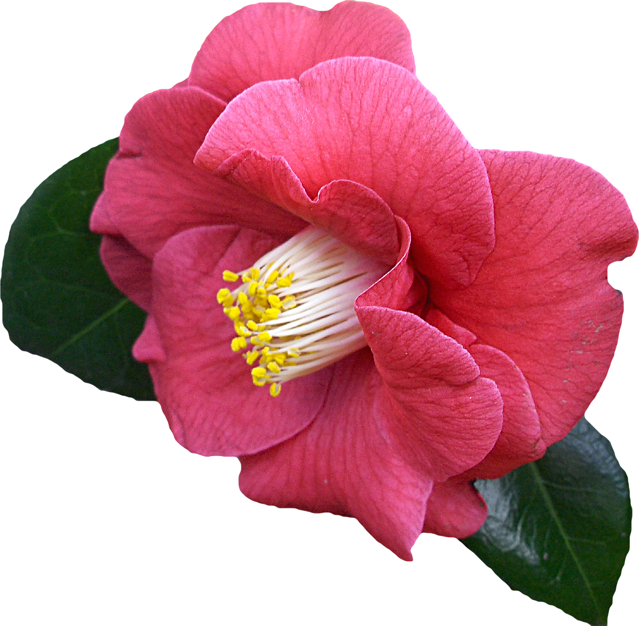 Vibrant Pink Camellia Flower PNG image