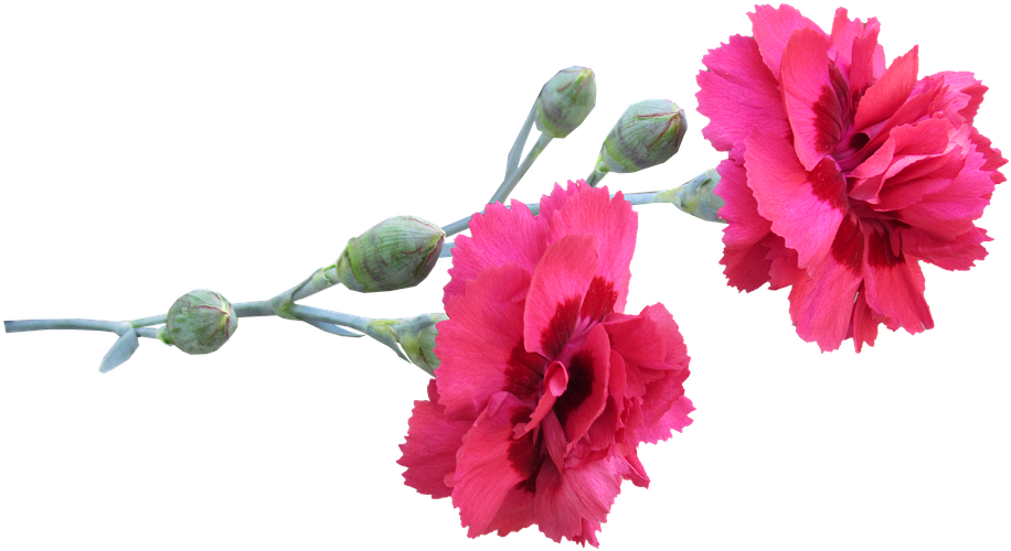 Vibrant Pink Carnations Transparent Background PNG image