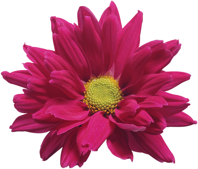 Vibrant Pink Chrysanthemum Flower PNG image