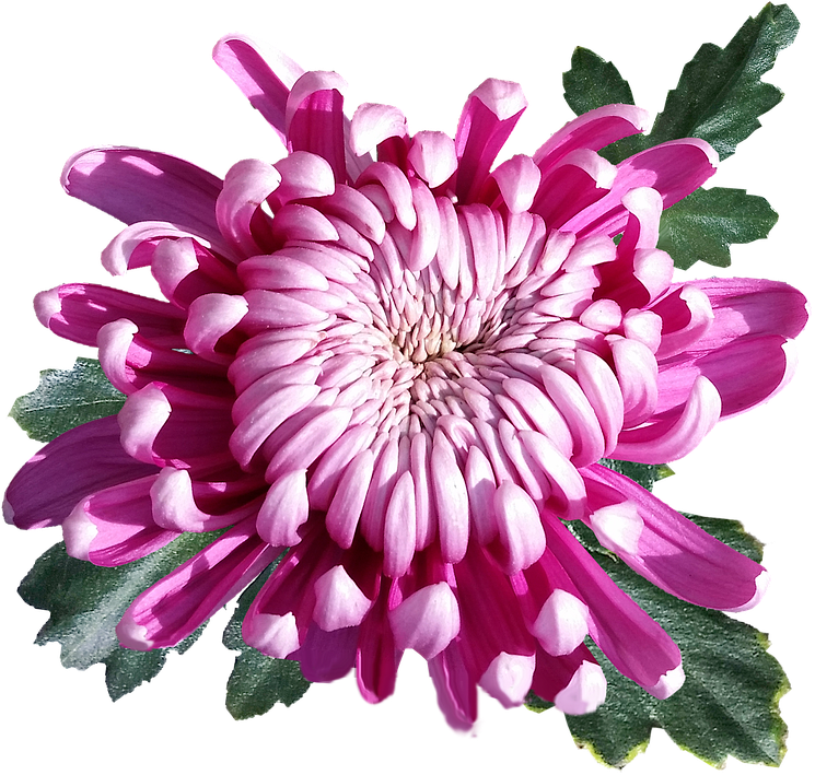 Vibrant Pink Chrysanthemum Flower.png PNG image