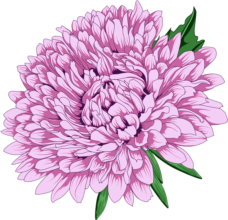 Vibrant Pink Chrysanthemum Illustration PNG image