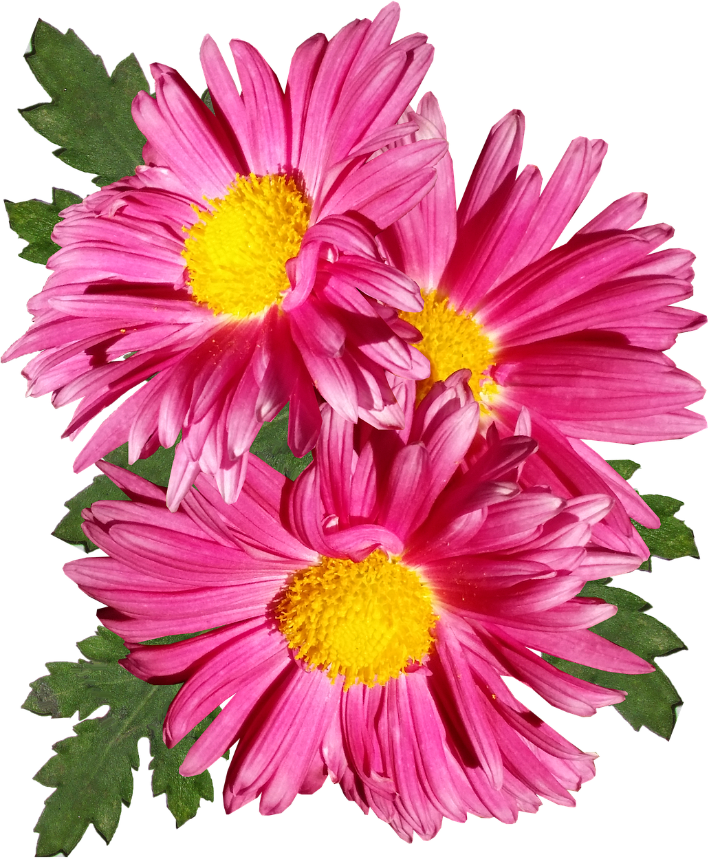 Vibrant Pink Chrysanthemums PNG image
