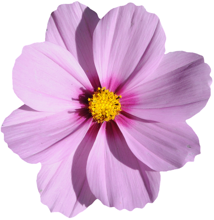 Vibrant Pink Cosmos Blossom PNG image