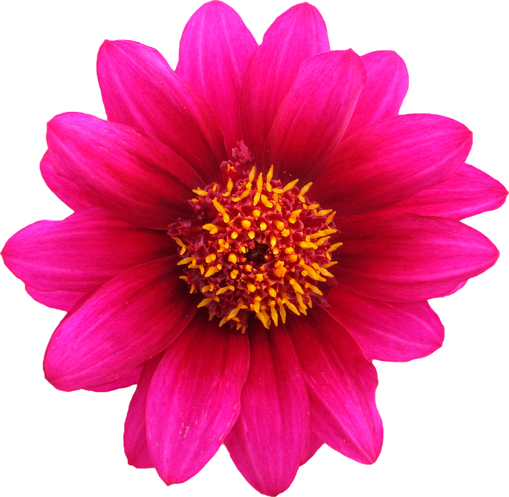 Vibrant Pink Dahlia Flower.png PNG image