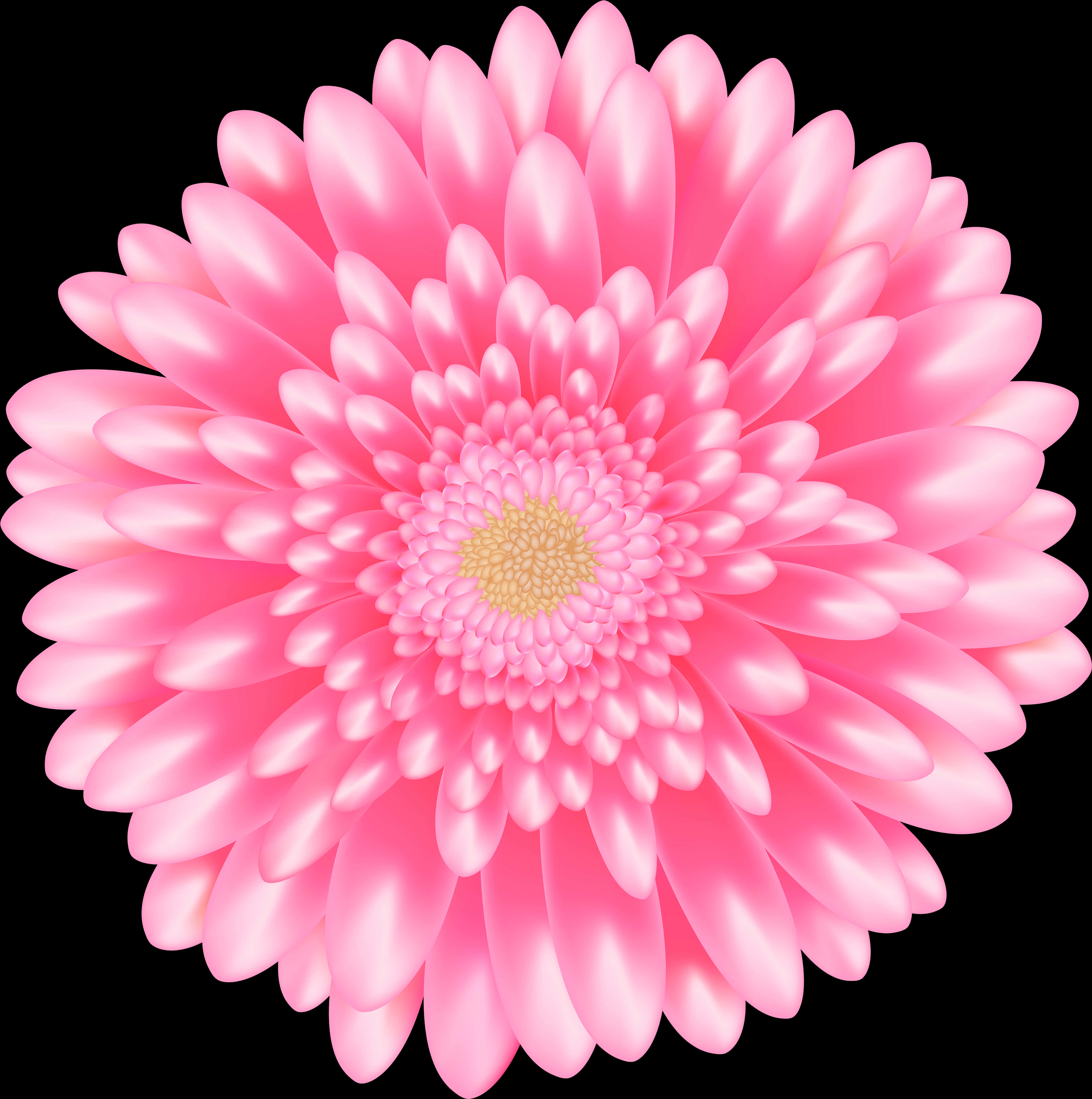 Vibrant Pink Daisy Flower PNG image