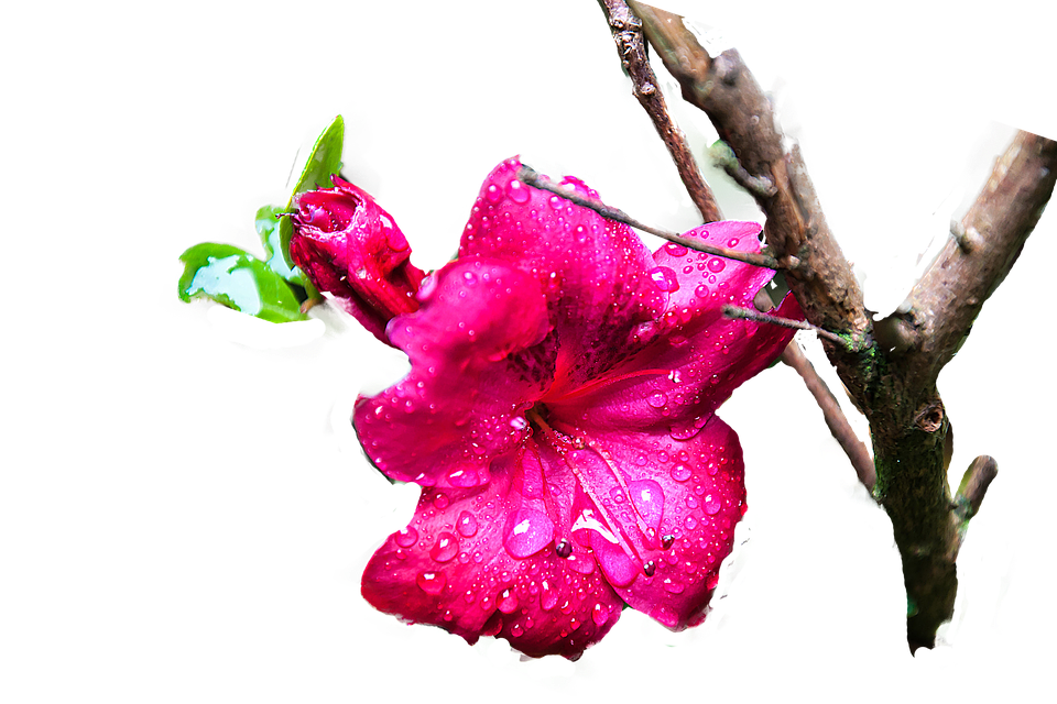 Vibrant Pink Flower Dew Drops PNG image